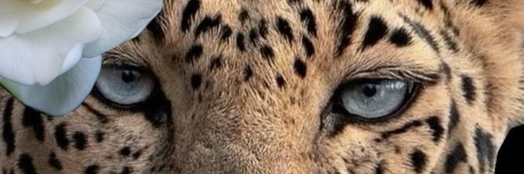 1canns's profile banner image