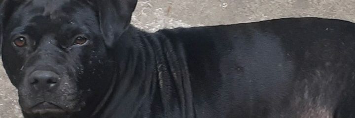 Leo_Sena's profile banner image