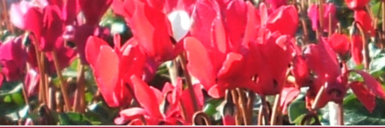 ClerkStClearsTC's profile banner image