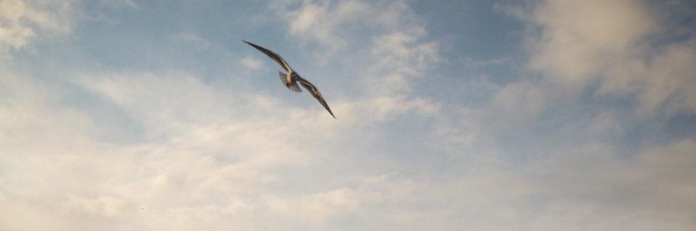 mcoultham's profile banner image
