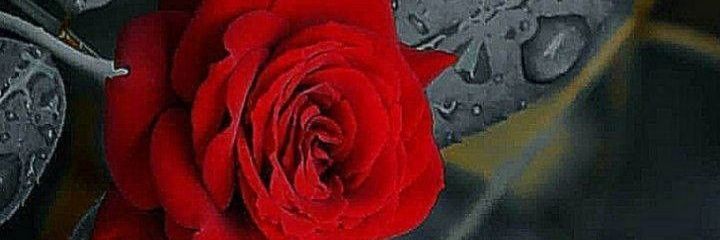 Nectar96Nectar's profile banner image