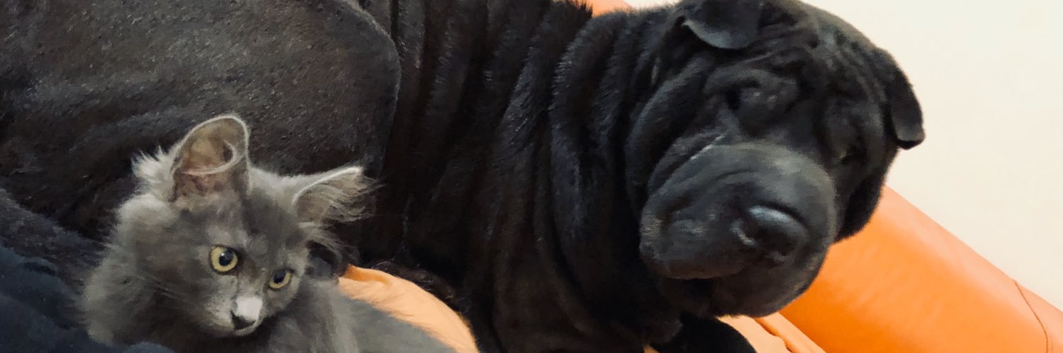 PlateadoFox's profile banner image