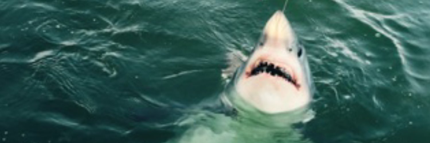 BobWilsonWTNH8's profile banner image
