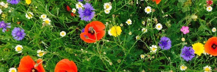 _mollymoon's profile banner image