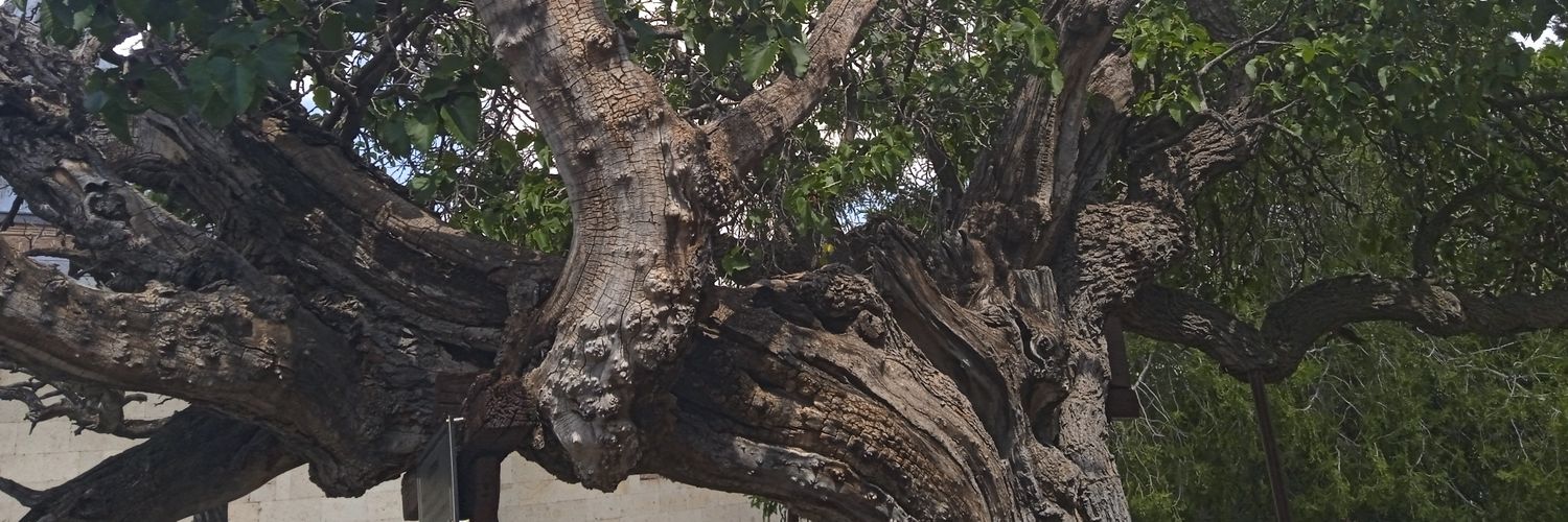 ozgur_erbas's profile banner image