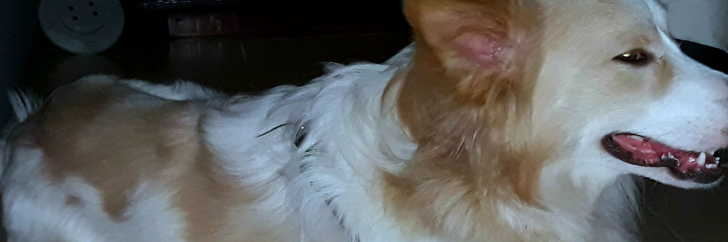 Mwau Emmanuel 🇰🇪 banner