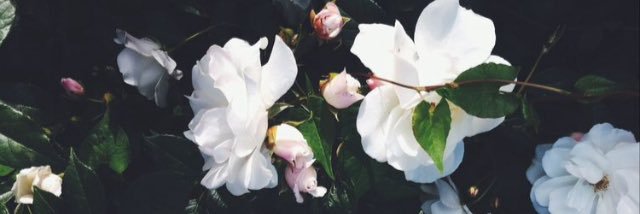 tylerhuston's profile banner image