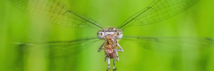British Dragonfly Society banner