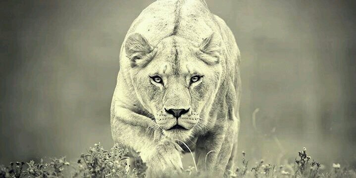 _sisue's profile banner image