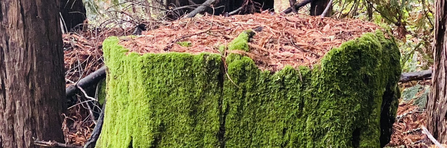 Michael Evans banner