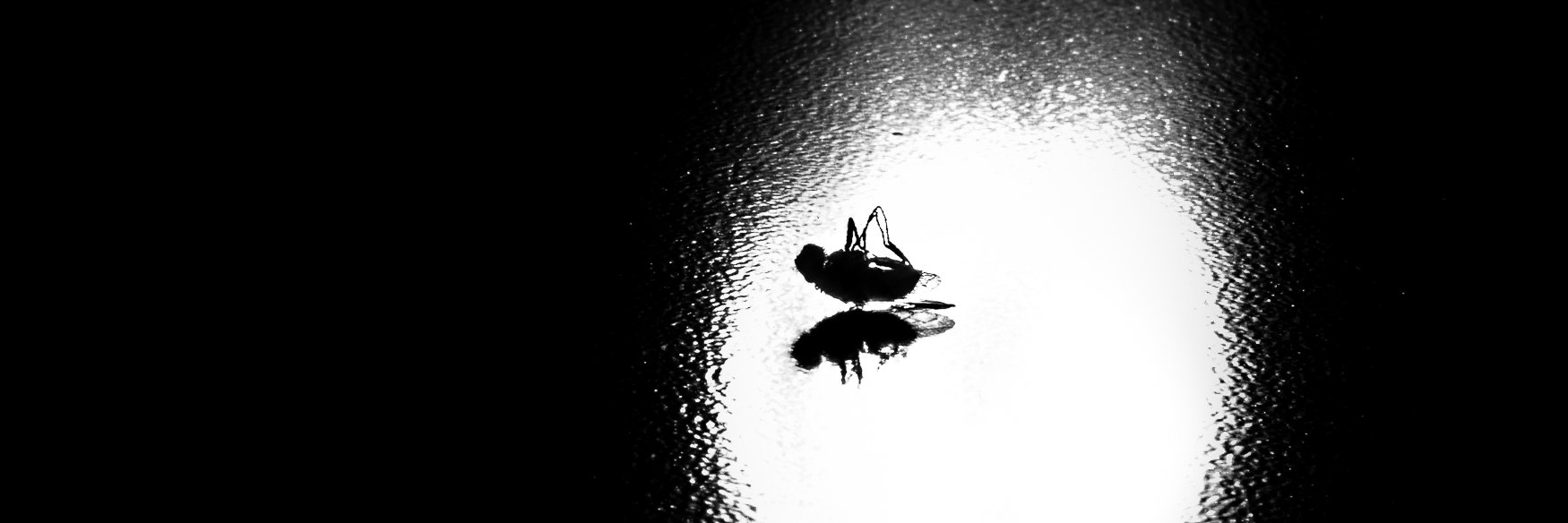 Dead Fly Media banner