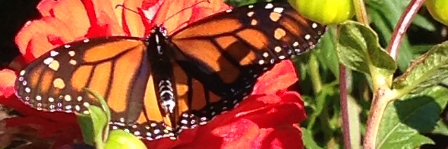 AmandaSimSima's profile banner image