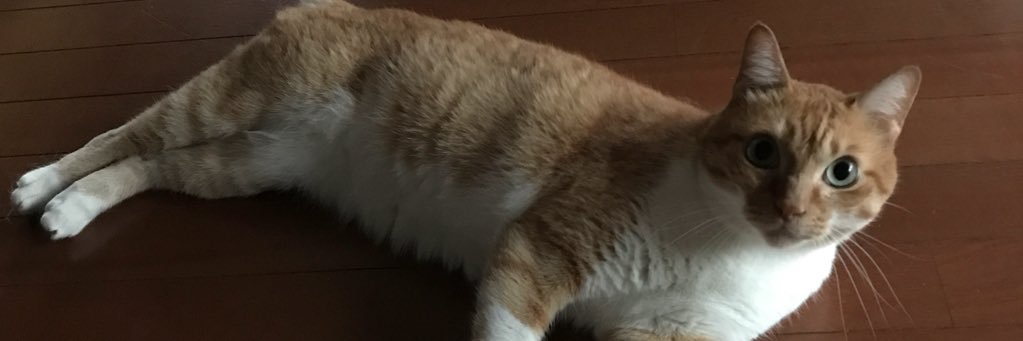 maru_mero's profile banner image