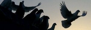 sahab011's profile banner image
