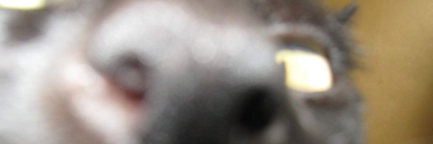 ianespineli's profile banner image