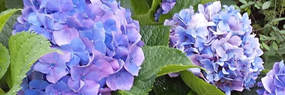 kia_sama's profile banner image