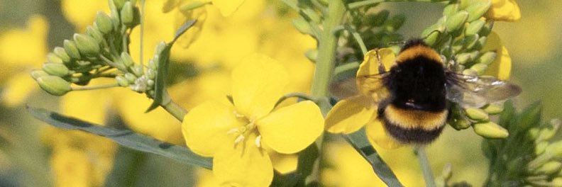 Dr Stace Fairhurst banner