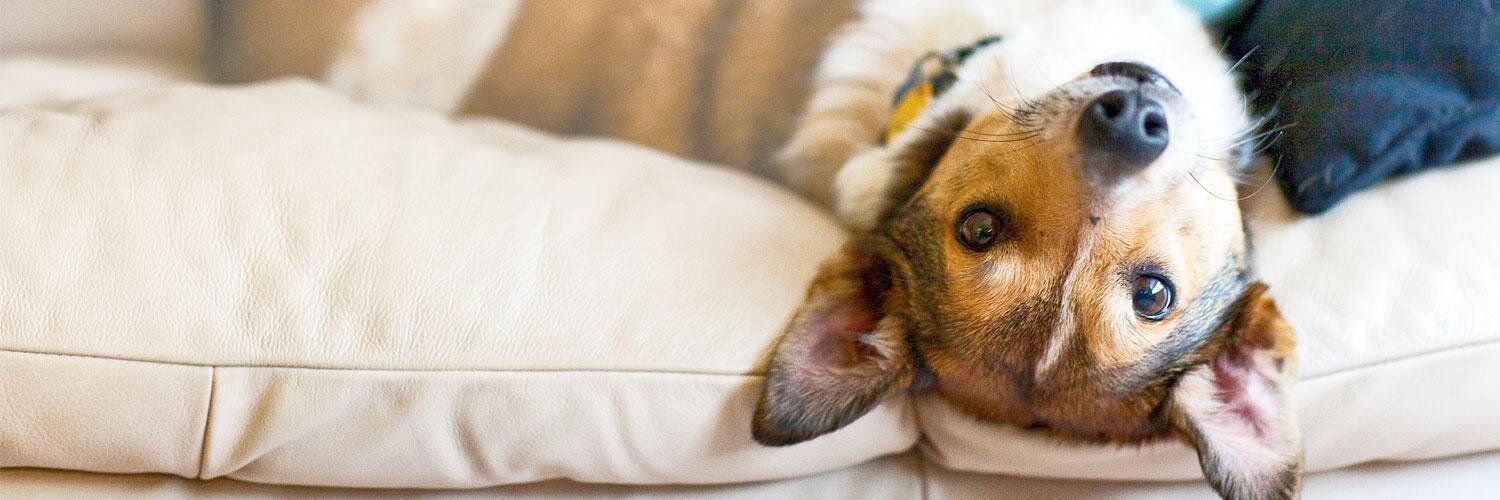 furryfoster's profile banner image