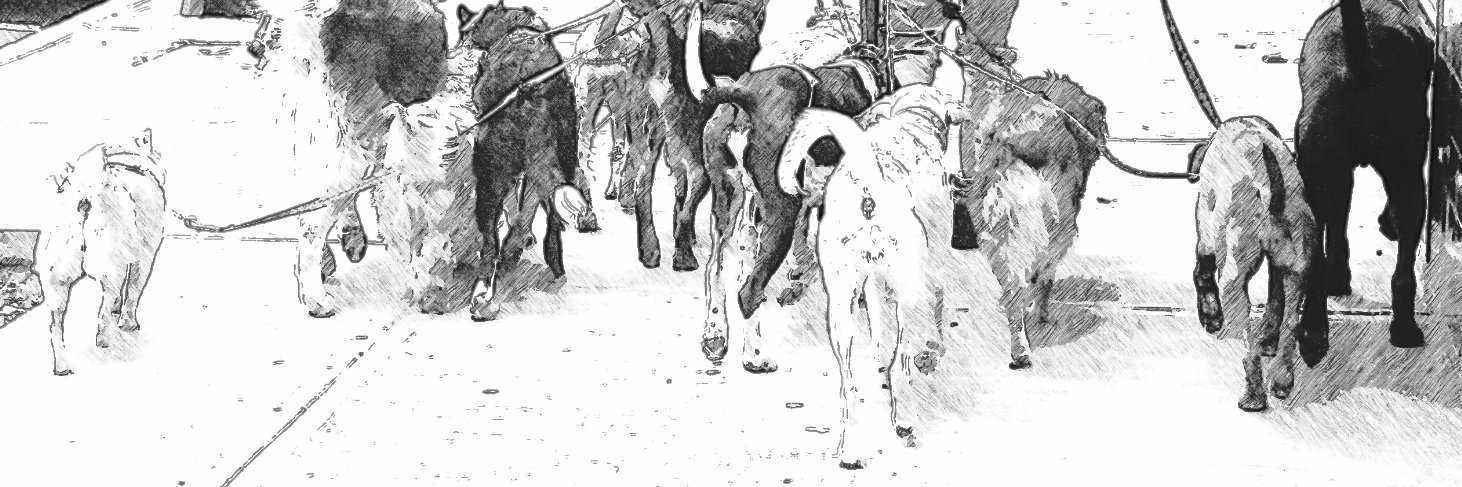 Gran Warcus 🇦🇱 banner