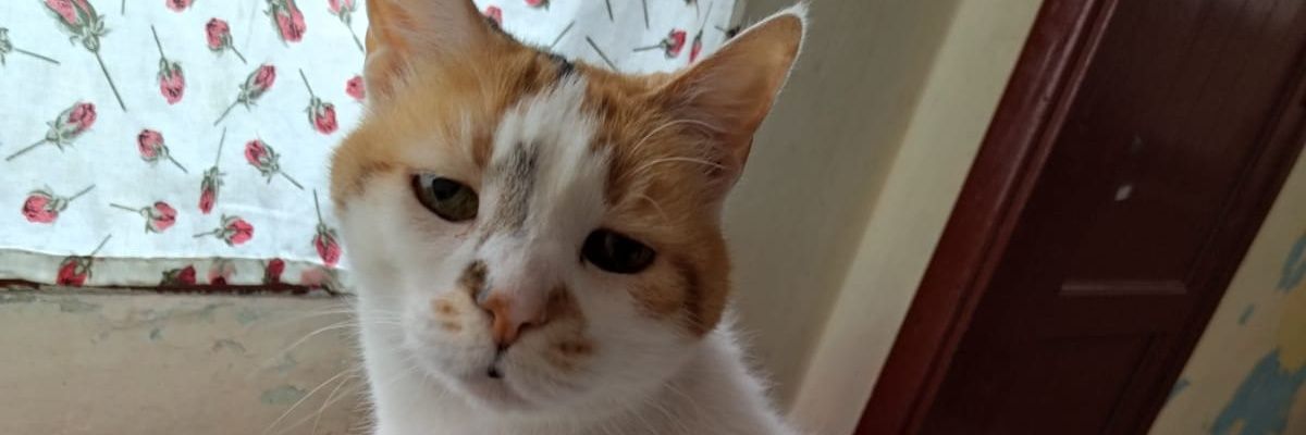 normaedithruart's profile banner image