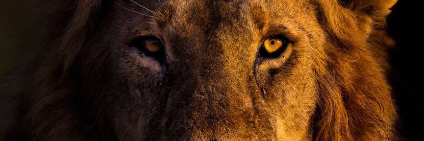 vgailj's profile banner image