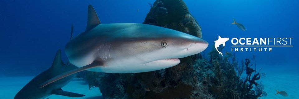 Ocean First Institute banner