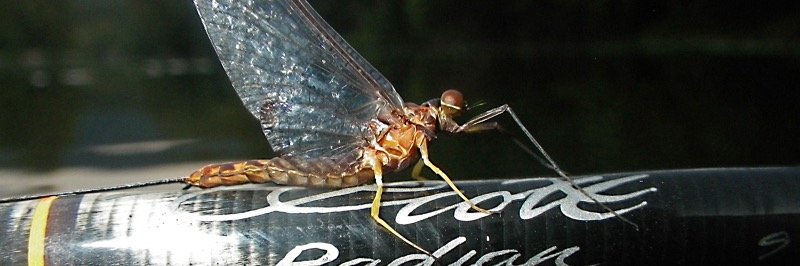 Murrays Fly Shop banner