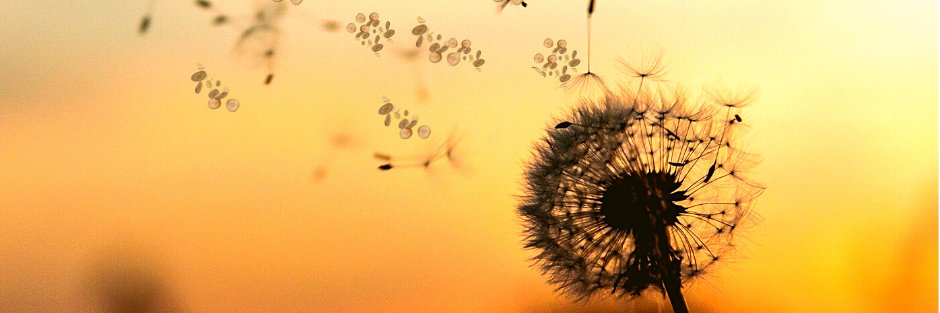alvaplek's profile banner image