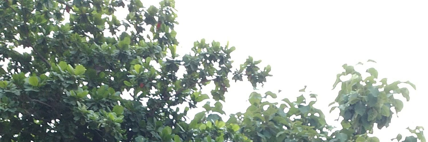 vedaratna's profile banner image