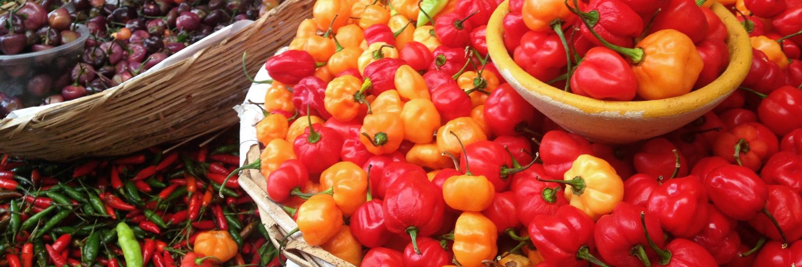 Laísa Gabriela 🐆 🐍⚡️ banner