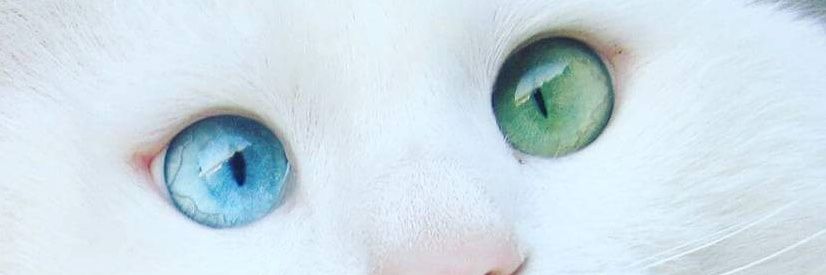 AlejandraFalla's profile banner image
