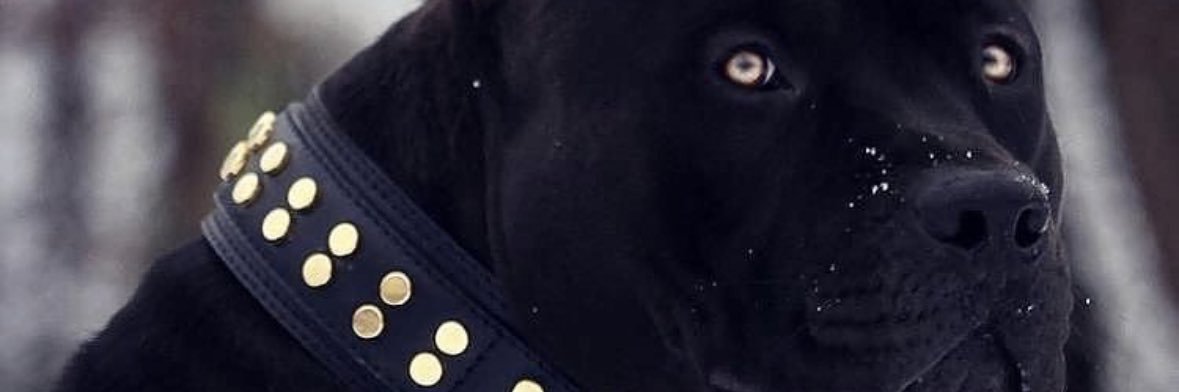 ladyrodz1's profile banner image