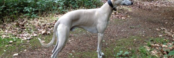 WhippetPickle Profile Banner