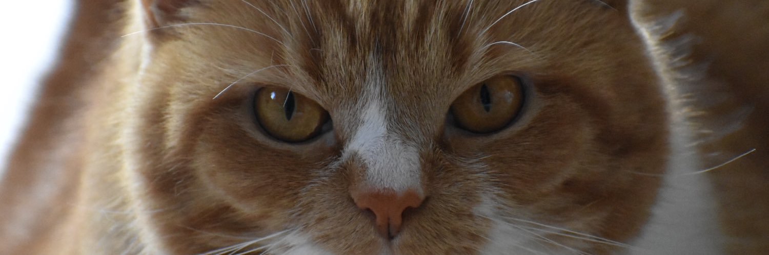 NotPrunes's profile banner image
