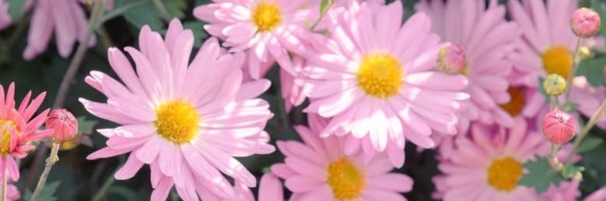 ripchrislee's profile banner image