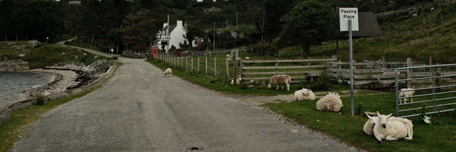Sheep banner