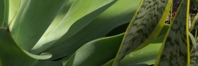 Dafrango's profile banner image