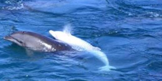 MusicForDolphin's profile banner image