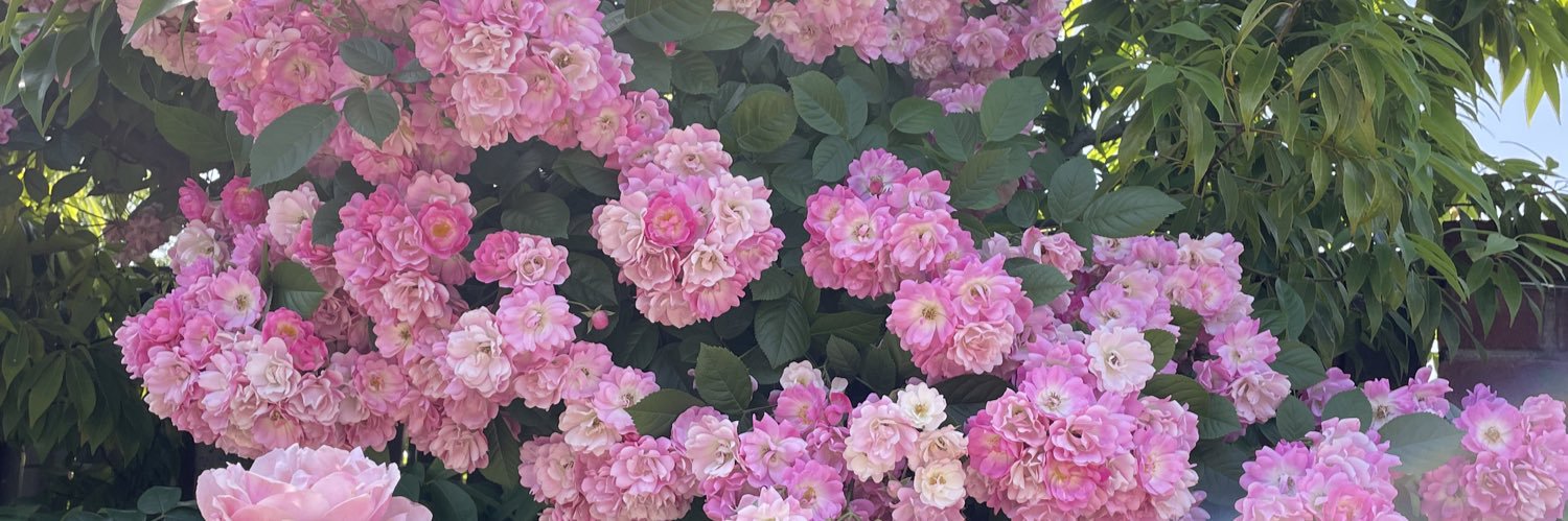 bblueshell's profile banner image