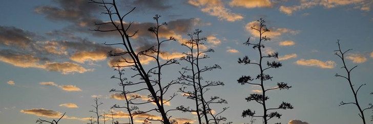 RadioPitaco's profile banner image