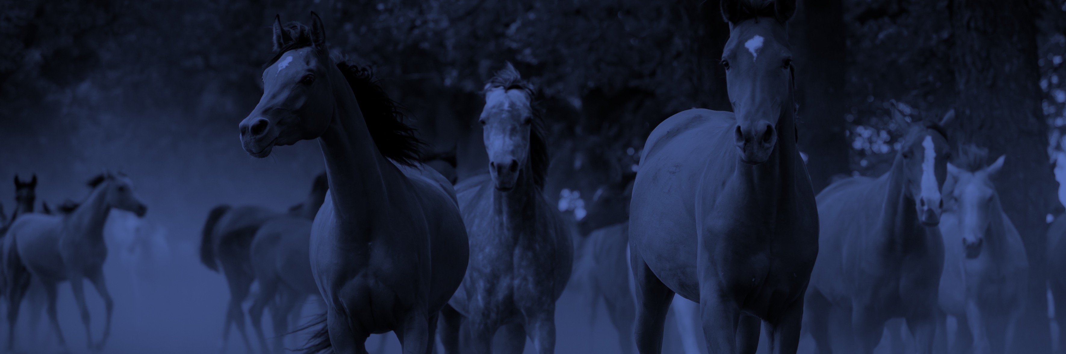 AuroraArabian's profile banner image