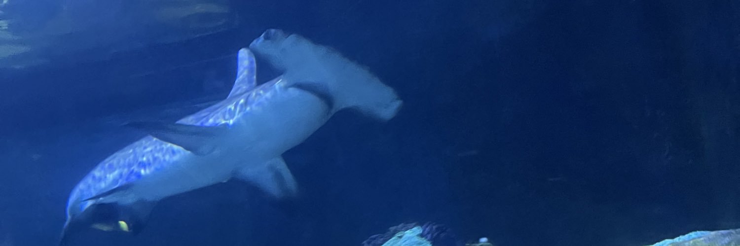 Sizzle🦈♍️ banner
