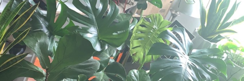 dippediNsaffron's profile banner image