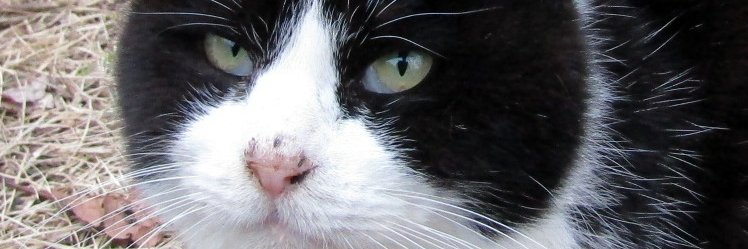 ischmaz's profile banner image