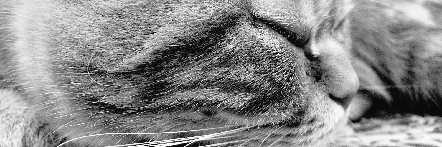 msnataliees's profile banner image