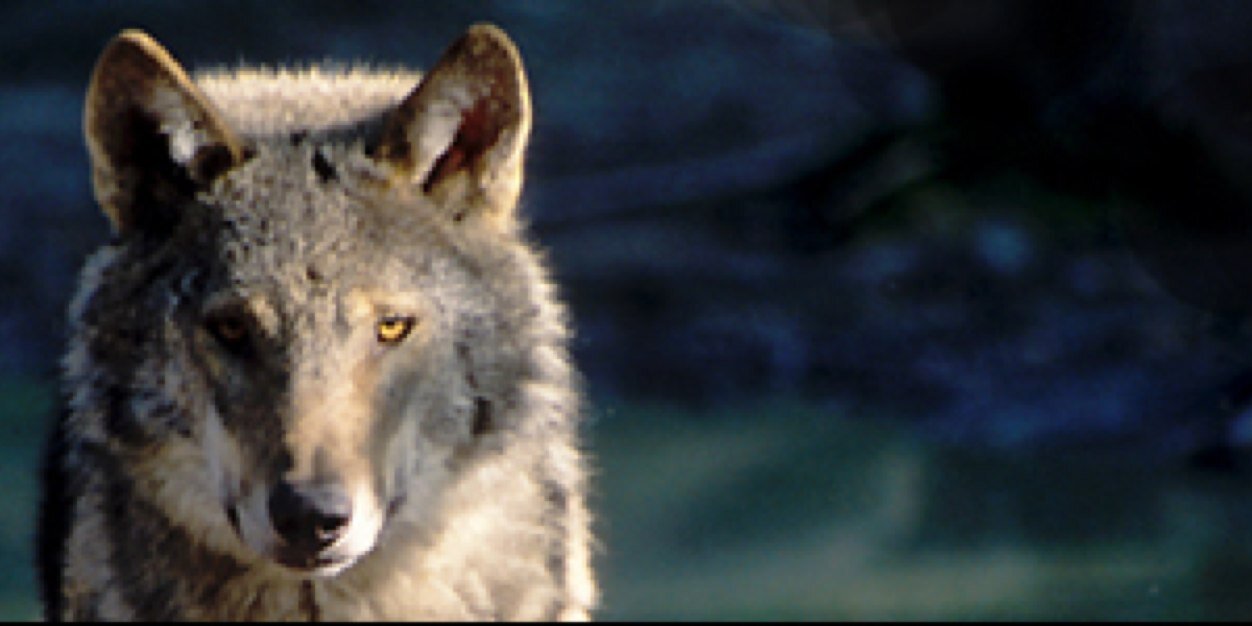 ethanhalverson's profile banner image