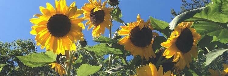 MLuz__'s profile banner image