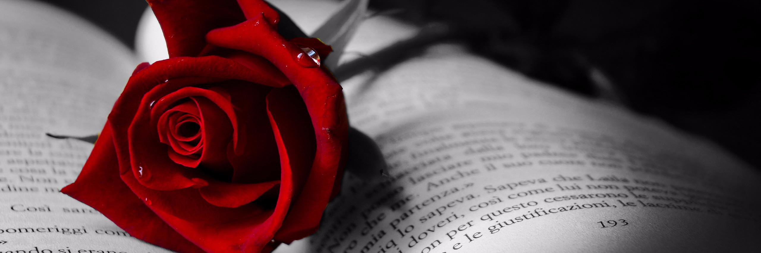 scarletjeni's profile banner image