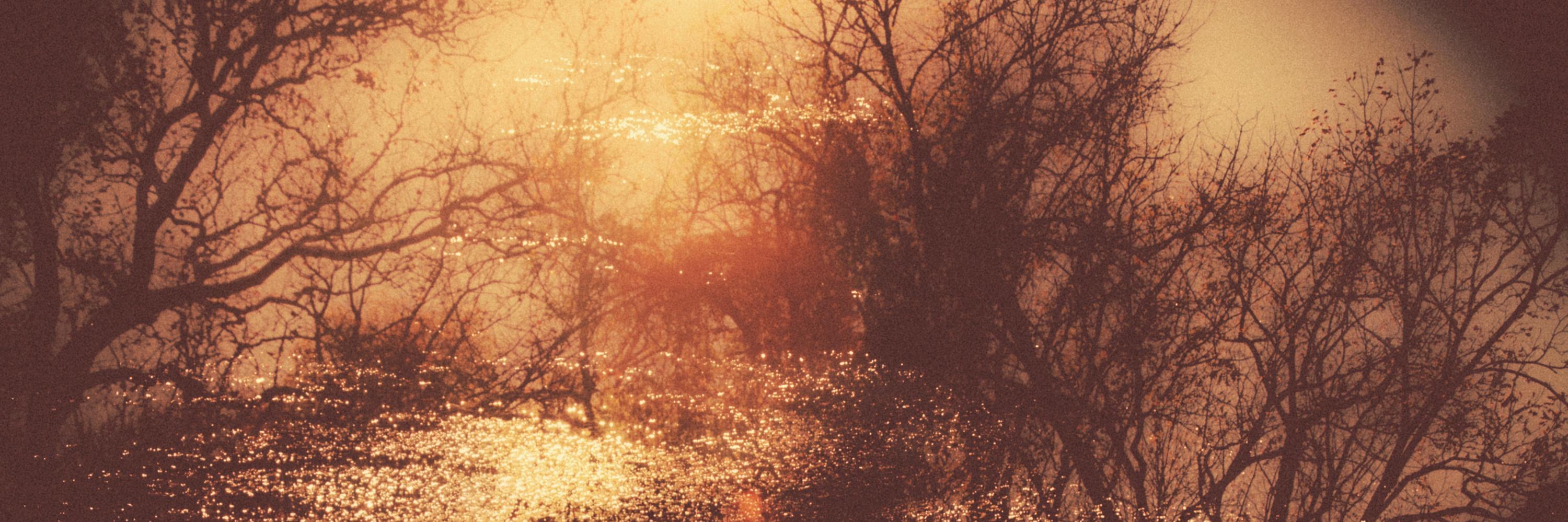 TheBaileyHounds's profile banner image