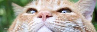 はちこ banner